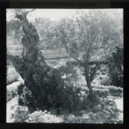 Böhl glass slide 62./2054